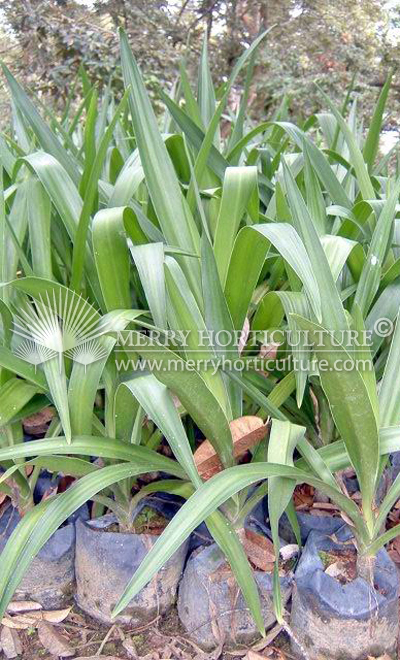 Crinum asiaticum